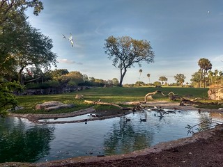 Bird sanctuary at the Busch Gardens / Flickr / Jose
Link: https://flickr.com/photos/jneydson/49401014848/