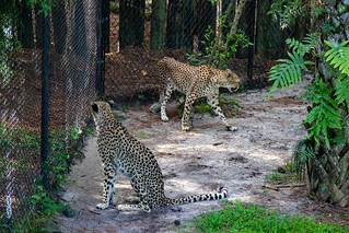 Brevard Zoo Cheetahs / Flickr / Colin
Link: https://flickr.com/photos/floridawandering/39691728823/