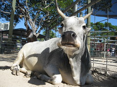 Cow at Jungle Island / Flickr / Hila
Link: https://flickr.com/photos/zokaya/3183576422/
