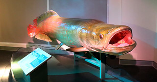 Fish art at Phillip and Patricia Frost Museum of Science / Flickr / Marlo
Link: https://flickr.com/photos/137806570@N05/48070239988/