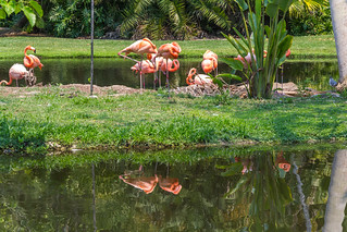 Flamingos of the Sarasota Jungle Gardens / Flickr / Domenico
Link: https://flickr.com/photos/con4tini/10248287103/