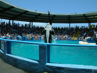 Live animal show at Miami Seaquarium / Flickr / contento
Link: https://flickr.com/photos/contentos/1087553331/