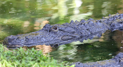One of the Alligator at the St. Augustine Alligator Farm Zoological Park / Flickr / Victor
Link: https://flickr.com/photos/vwalters10/45070614734/