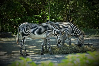 Zebras at Miami-Dade Zoological Park and Gardens / Flickr / Robert
Link: https://flickr.com/photos/50144889@N08/51676947234/