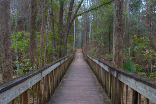 Bridge at Tillie K. Fowler Park Island Trail / Flickr / Florida Hikes
Link: https://flic.kr/p/9heX58