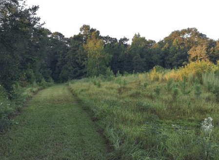 Field at Miccosukee Canopy Road Greenway / Flickr / readerwalker
Link: https://flic.kr/p/MBgkig