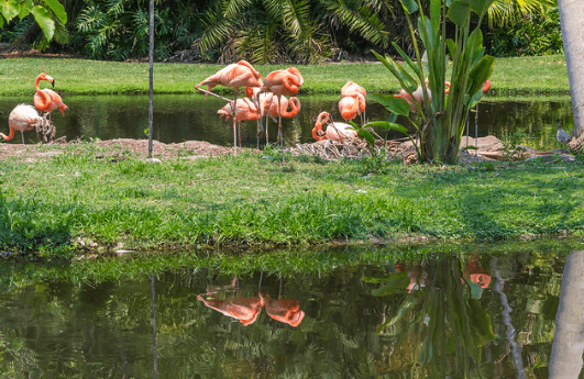 Flamingos of the Sarasota Jungle Gardens / Flickr / Domenico Convertini
Link: https://flic.kr/p/gBB9He