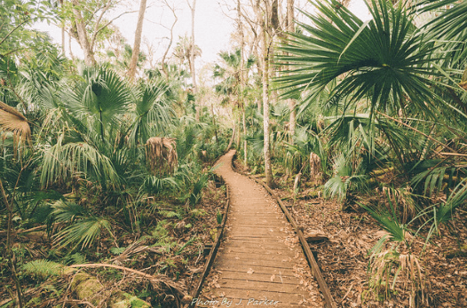 Forest in Timucuan Trail / Flickr / Jason Parker
Link: https://flic.kr/p/23EpmoV