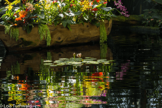 Koi pond at Marie Selby Botanical Gardens / Flickr / 11Jewels
Link: https://flic.kr/p/2g6KDbB