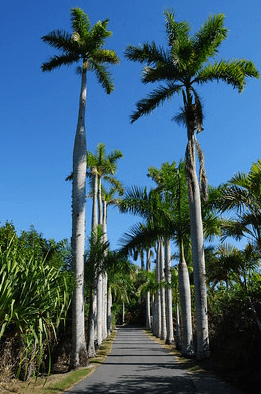 Royal Palm Walkway of the Naples Zoo at Caribbean Gardens / Flickr / Rick Shackletons
Link: https://flic.kr/p/4mg93U