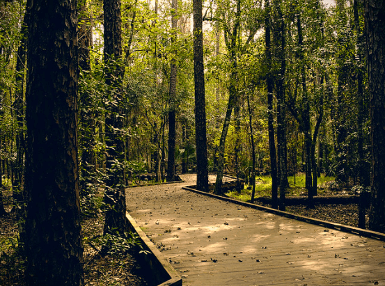 Surroundings at Shingle Creek Trail / Flickr / Vic Roman
Link: https://flic.kr/p/GwMJw9