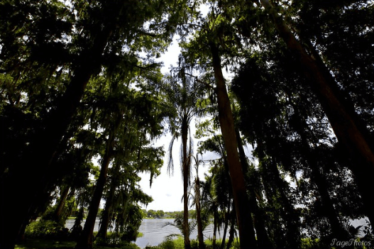 Tall pines of Kraft Azalea Garden / Flickr / Steve Page
Link: https://flic.kr/p/6JzWzs