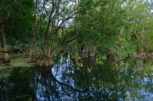 View at the Corkscrew Swamp Sanctuary / Flickr / Uwe Speck
Link: https://flic.kr/p/257CtXc