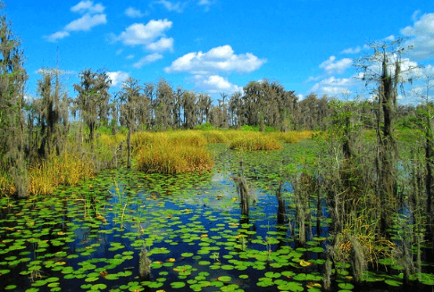 View from the boardwalk at Tibet-Butler Nature Preserve / Flickr / Ted Noah
Link: https://flic.kr/p/ryme1C