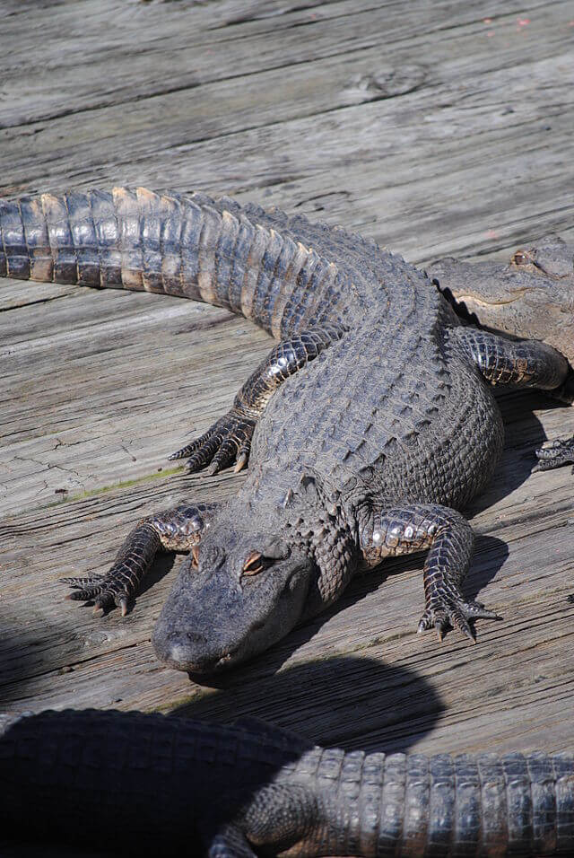 Gator at Adventure Landing / Wikimedia Commons / Excel23 https://commons.wikimedia.org/wiki/File:AdventureLandingGator.JPG