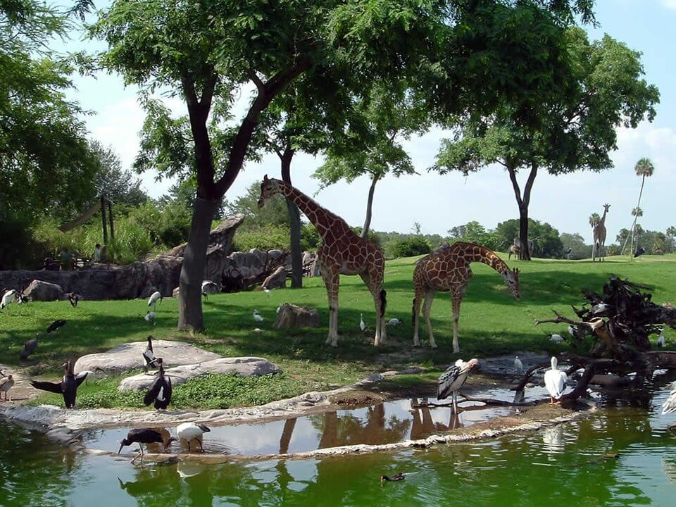 View at Busch Gardens Tampa Bay / Wikipedia / Claudia Tampa https://en.wikipedia.org/wiki/Busch_Gardens_Tampa_Bay#/media/File:Edge-of-africa-giraffes.jpg
