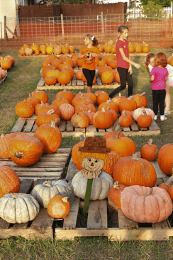 Pumpkin patch at First United Methodist Church / Flickr / LockedIN Magazine
Link: https://flic.kr/p/2mDQjs5