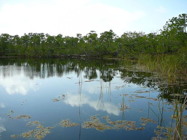 Swampy Water in Big Pine Key / Wikipedia / Averette
Link: https://en.wikipedia.org/wiki/Big_Pine_Key,_Florida#/media/File:Blue_Hole_Big_Pine_Key.jpg