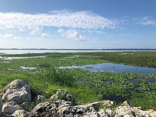 Swampy Landscape of Lake Toho / Wikipedia / Eric Statzer
Link: https://en.wikipedia.org/wiki/Lake_Tohopekaliga#/media/File:Lake_Tohopekaliga_-_Eric_Statzer.jpg