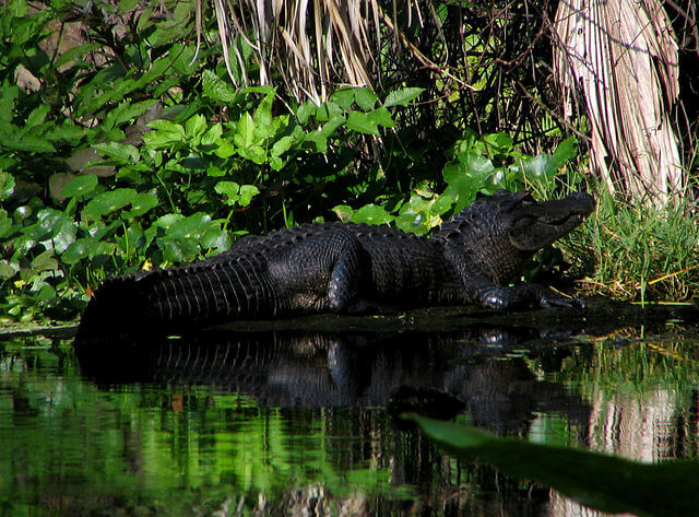 Lurking Gator in Wekiwa State Park / Wikipedia / Mwanner
Link: https://en.wikipedia.org/wiki/Wekiwa_Springs_State_Park#/media/File:Wekiwa_State_Park_-_Alligator.jpg
