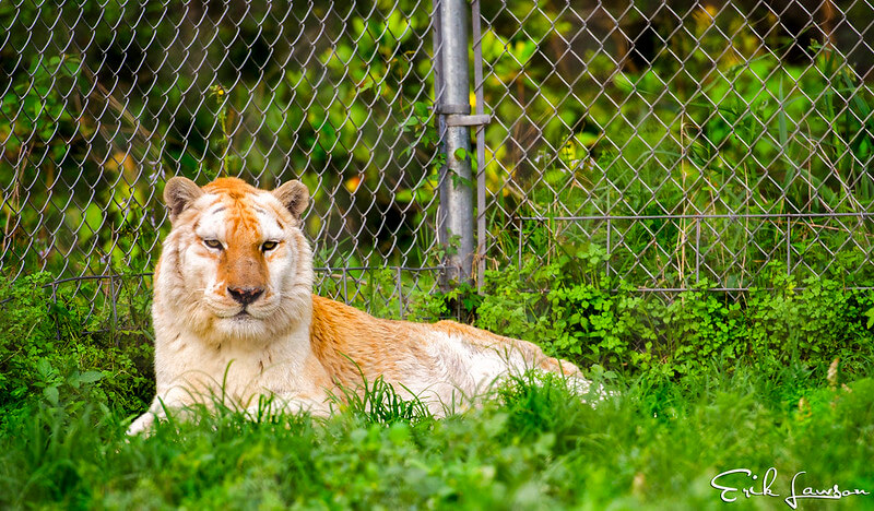 Lion sitting at Catty Shack Ranch Wildlife Sanctuary / Flickr / Erik

Link: https://flic.kr/p/F4DVKf