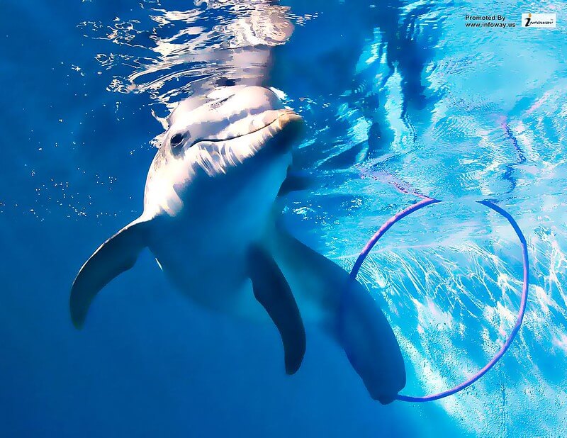 Complete your life by swimming with dolphins at Clearwater Marine Aquarium / Flickr / Bryan Adams
Link:
https://www.flickr.com/photos/95807446@N02/10357182676/