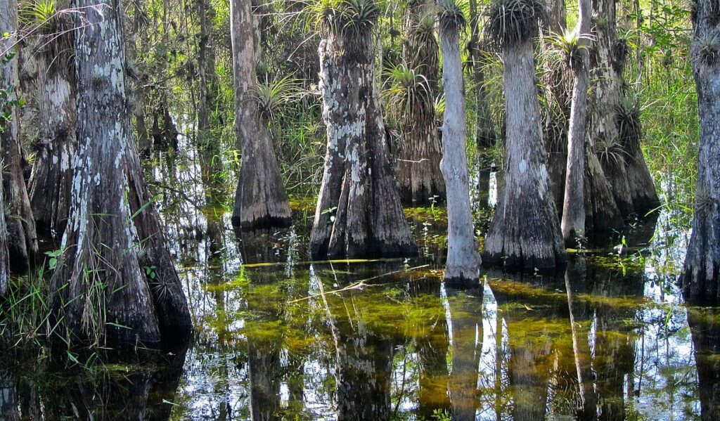 Swamp in Big Cypress National Preserve / Wikipedia / Antonio Chaves

Link: https://en.wikipedia.org/wiki/Big_Cypress_National_Preserve#/media/File:Big_Cypress_National_Preserve.jpg