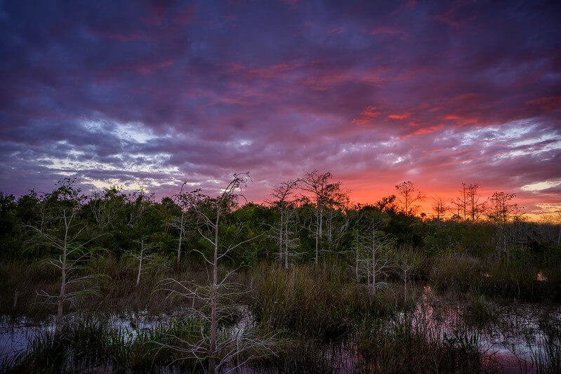 Sunset over Dwarf Cypress, Everglades National Park / Flickr / Diana Robinson

Link: https://flic.kr/p/2kHM4Su