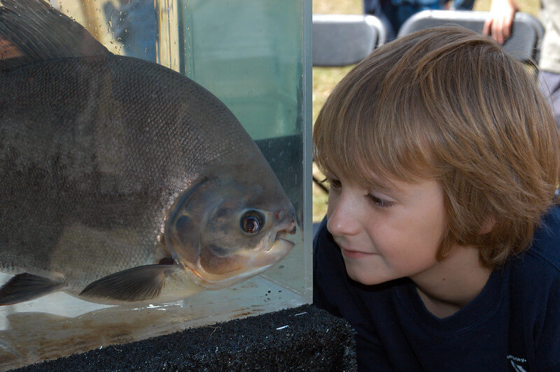 Learn the aquatic animal’s behavior at Exotic Aquariums / Flickr / Florida Fish and Wildlife
Link:
https://www.flickr.com/photos/myfwcmedia/6643042007/