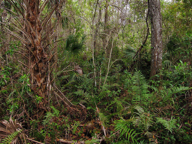 Fakahatchee Strand Preserve / Wikipedia / Miguel Vieira

Link: https://en.wikipedia.org/wiki/File:Fakahatchee_Strand_Preserve.jpg