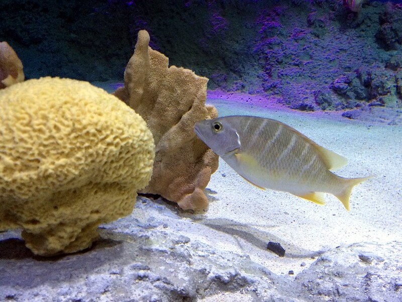 Fish in the Sea Life Orlando Aquarium / Flick / Jared
URL: https://flic.kr/p/vHj4NS
