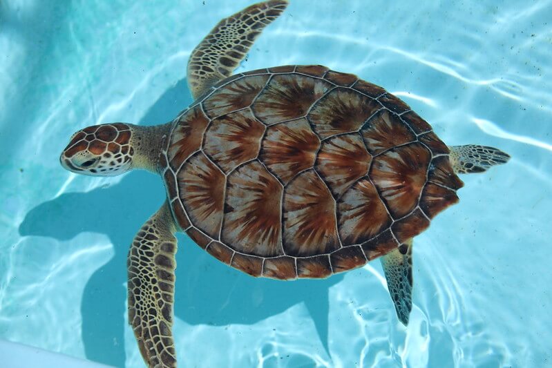 See the rare sea turtles at Loggerhead Marine Life Center / Flickr / Florida Fish and Wildlife
Link:
https://www.flickr.com/photos/myfwcmedia/21070031476/