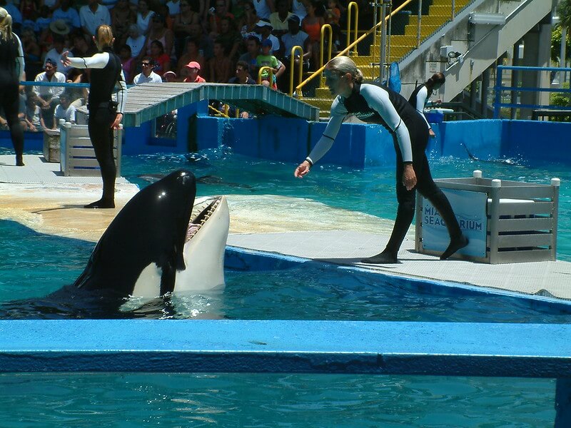 Get friendly with killer whales at Miami Seaquarium / Flickr / Contento
Link:
https://www.flickr.com/photos/contentos/1088392840/