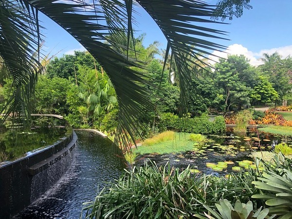 Naples Botanical Garden / Flickr / Gardening Solutions

Link: https://flic.kr/p/2hsawmm