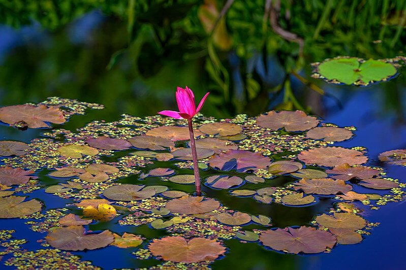 Single Pink water lily at Naples Botanical Garden / Flickr / Diana Robinson

Link: https://flic.kr/p/2jFUbiF