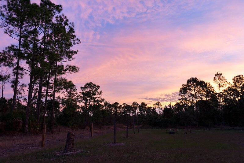 Picayune Strand State Forest / Flickr / bebatut

LInk: https://flic.kr/p/2db9k7W