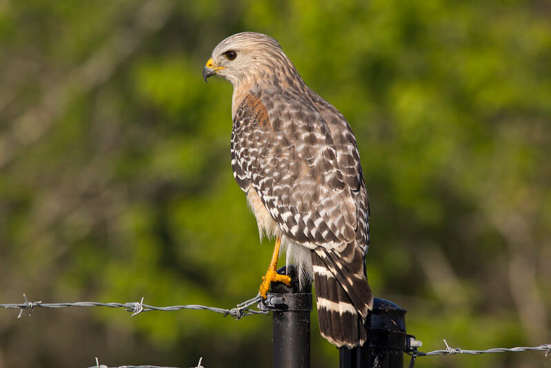 Red-shouldered Hawk at Bird Rookery Swamp Trail / Flickr / Dennis Church

Link: https://flic.kr/p/RjBXvE