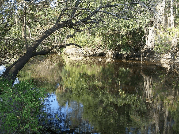 River view at Little Manatee River State Park / Wikipedia / Ebyabe
URL: https://en.wikipedia.org/wiki/File:Little_Manatee_River_SP_river01.jpg
