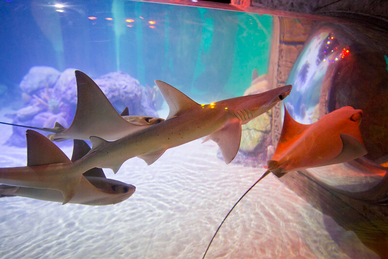Give yourself a little entertainment at Sea Life Orlando Aquarium / Flickr / VISIT FLORIDA
Link:
https://www.flickr.com/photos/visitflorida/17164283897/