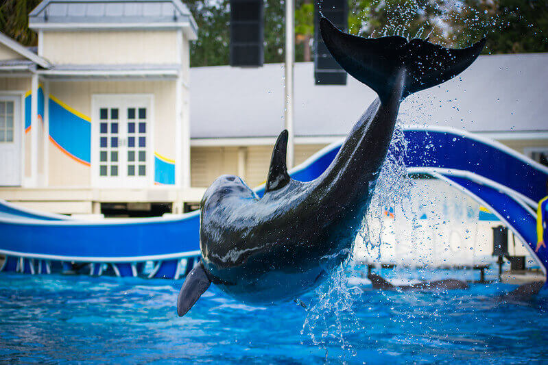 Play with dolphins at SeaWorld Orlando / Flickr / Berny Ortega González
Link:
https://www.flickr.com/photos/berort94/32691264758/