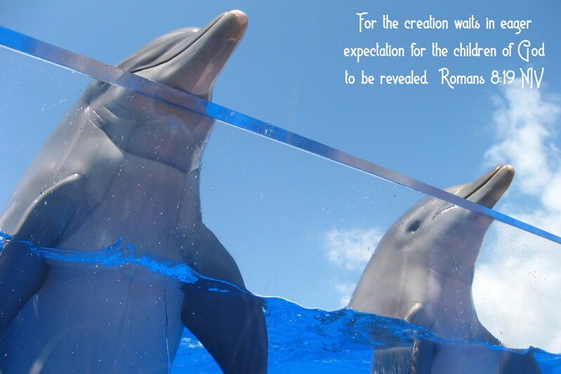 Dolphins will make your day at St Augustine Aquarium / Flickr / Humble Christ Follower
Link:
https://www.flickr.com/photos/humblechristfollower/13883657382/