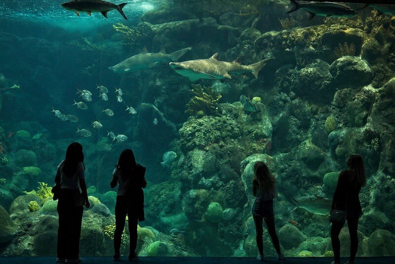 Engulf in the beauty of sharks at The Florida Aquarium /Flickr / David Saliba
Links:
https://www.flickr.com/photos/143301544@N06/49630796537/