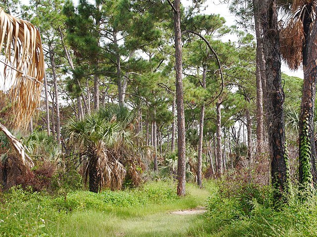 Honeymoon Island State Park / Wikimedia Commons / qwesy qwesy
Link: https://commons.wikimedia.org/wiki/File:Honeymoon_Island_State_Park_-_panoramio_(1).jpg