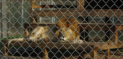 A lion at The Catty Shack Ranch Wildlife Sanctuary / Flickr / Dena Norman
Link: https://flic.kr/p/bD18K8 
