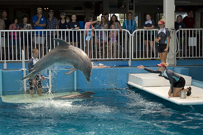 Dolphin display at Clearwater Marine Aquarium / Flickr / Timothy Hoffman
Link: https://flic.kr/p/dfWLUE 
