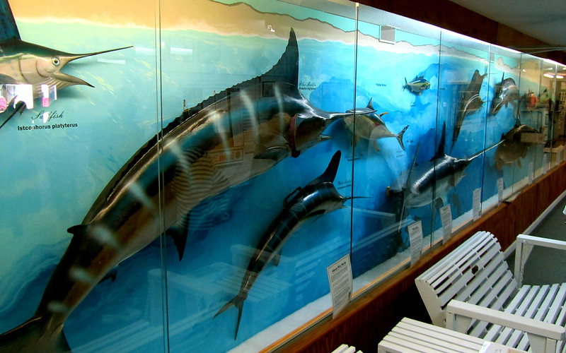 Fish Wall inside Destin History & Fishing Museum / Flickr / John Hagstrom
Link:  https://flic.kr/p/jJdBWc
