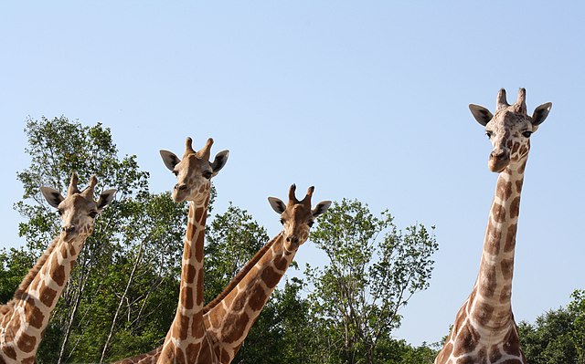 Giraffes at Naples Zoo at Caribbean Gardens / Wikipedia / Exupery67
Link: https://en.wikipedia.org/wiki/Naples_Zoo#/media/File:Giraffes_at_naples_zoo.jpg 
