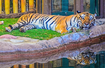 Tiger at Busch Garden Tampa Bay / Flickr / Tomas Del Coro
Link: https://flic.kr/p/2mapUYS 
